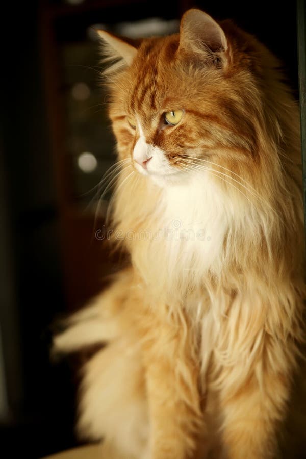 Primer amarillo del gato imágenes de archivo libres de regalías Primer amarillo del gato imágenes de archivo libres de regalías