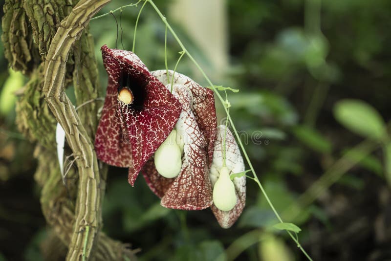 Primer carnívoro descolorado pero aún brillante de la flor del Nepenthes Fondo exótico floral brillante fotos de archivo libres de regalías Primer carnívoro descolorado pero aún brillante de la flor del Nepenthes Fondo exótico floral brillante fotos de archivo libres de regalías