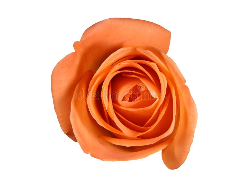 Primer color de rosa del coral aislado fotografía de archivo libre de regalías Primer color de rosa del coral aislado fotografía de archivo libre de regalías