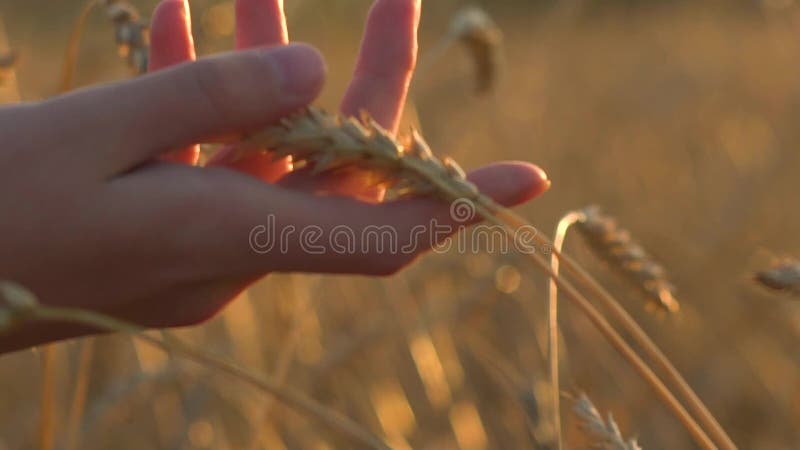 Primer conmovedor de los oídos del trigo de la mano de la mujer Mano de la agricultura conmovedora del maíz del trigo del granjer