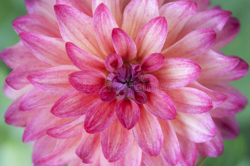 Primer de Dahlia Flower rosada
