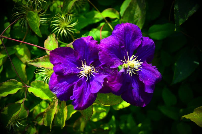 Primer de dos flores violetas hermosas rodeadas por las hojas verdes fotografía de archivo libre de regalías Primer de dos flores violetas hermosas rodeadas por las hojas verdes fotografía de archivo libre de regalías