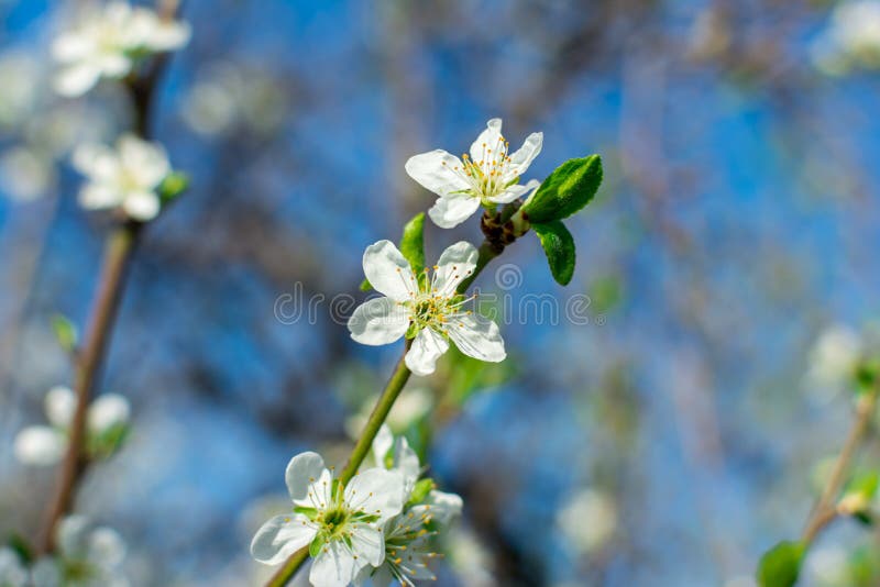 Primer de florecimiento de la rama de peral en un jardín de la fruta contra un cielo azul y plantas borrosas fotos de archivo Primer de florecimiento de la rama de peral en un jardín de la fruta contra un cielo azul y plantas borrosas fotos de archivo