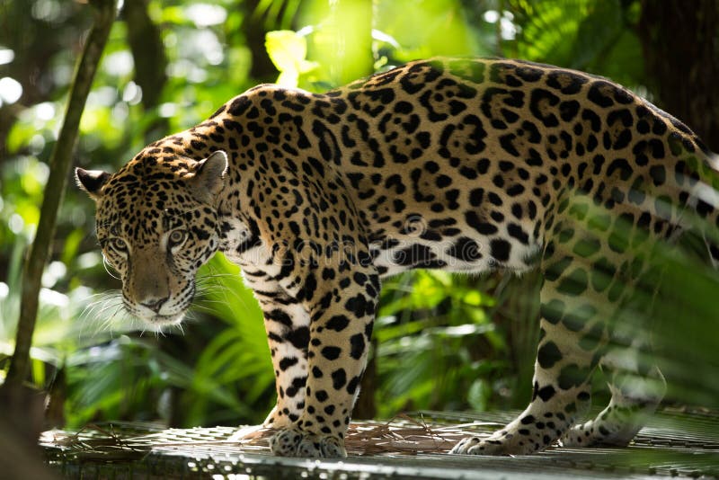 Primer de Jaguar en selva foto de archivo libre de regalías Primer de Jaguar en selva foto de archivo libre de regalías