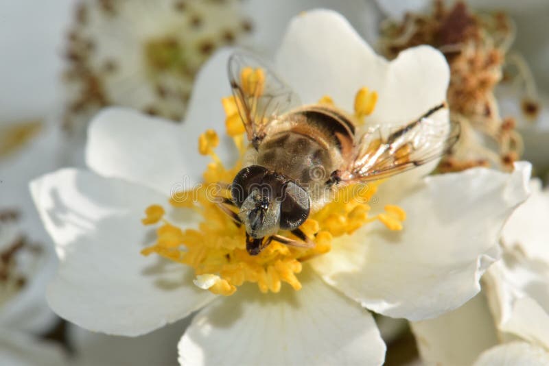 Primer de la abeja en la flor blanca imagen de archivo libre de regalías Primer de la abeja en la flor blanca imagen de archivo libre de regalías