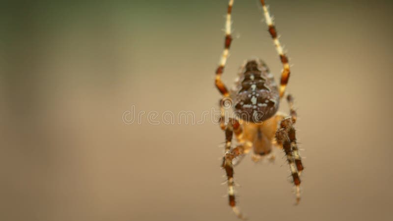 Primer de la araña de Brown