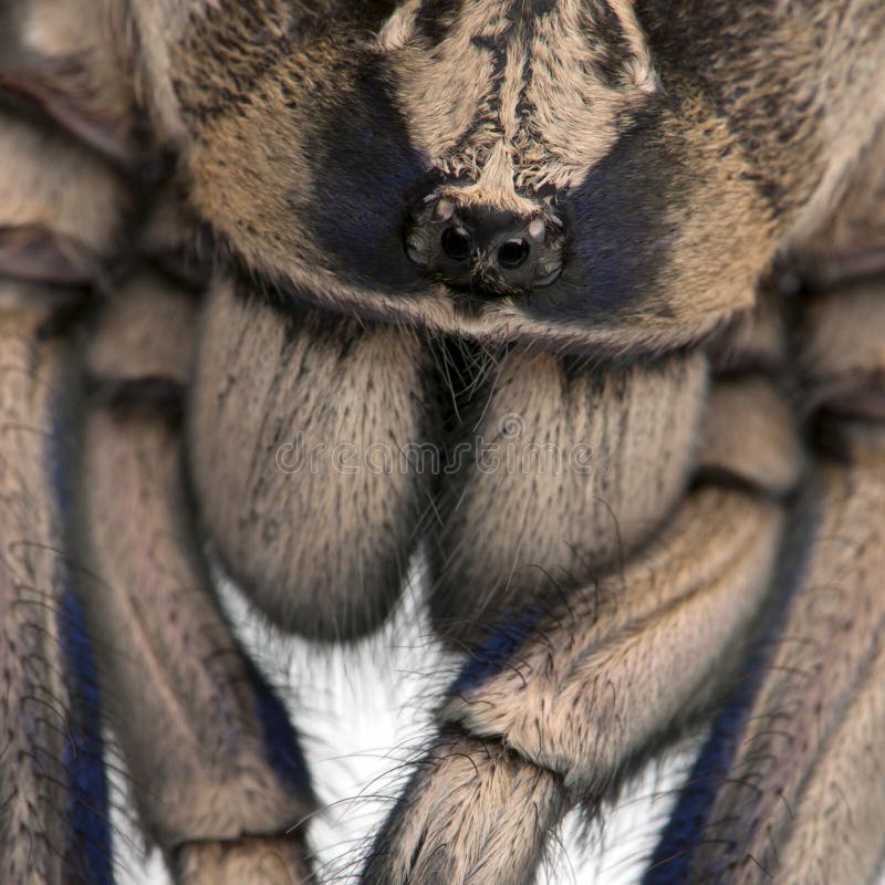 Primer de la araña de la tarántula, Poecilotheria Metallica imagenes de archivo Primer de la araña de la tarántula, Poecilotheria Metallica imagenes de archivo