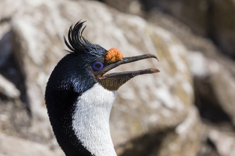 Primer de la cabeza de un rey Cormorant en la isla de Saunders, Falkland Islands imágenes de archivo libres de regalías