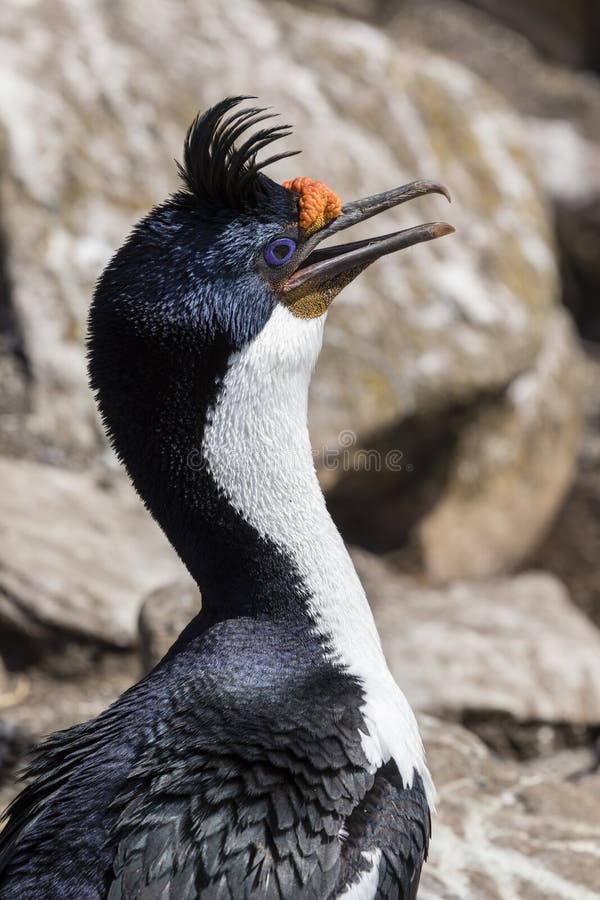 Primer de la cabeza de un rey Cormorant en la isla de Saunders, Falkland Islands fotografía de archivo
