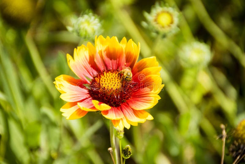 A closeup of a beautiful yellow and red flower with a blurred green background and a bee on it. A closeup of a beautiful yellow and red flower with a blurred green background and a bee on it.