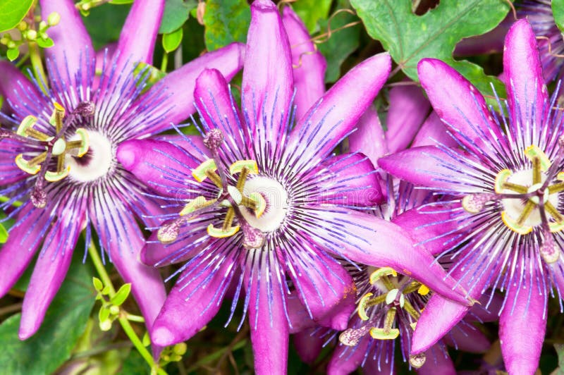 Primer de la flor de la fruta de pasión imagen de archivo Primer de la flor de la fruta de pasión imagen de archivo