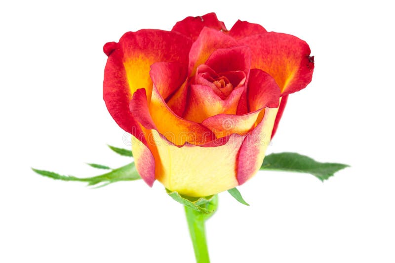Primer de la flor roja de la rosa del amarillo imágenes de archivo libres de regalías Primer de la flor roja de la rosa del amarillo imágenes de archivo libres de regalías
