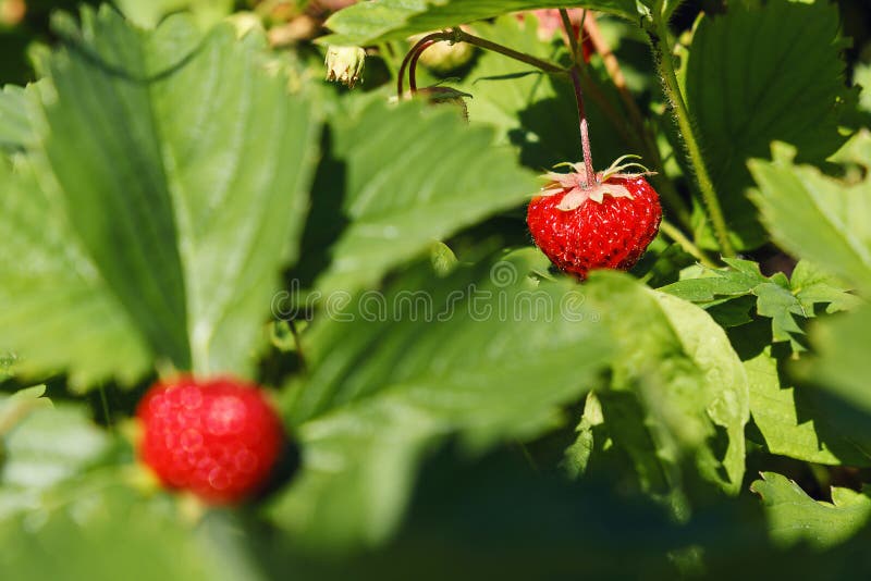 Primer de la fresa madura en el jard?n E Fondo hermoso de la naturaleza Fresas maduras en un arbusto t imagenes de archivo Primer de la fresa madura en el jard?n E Fondo hermoso de la naturaleza Fresas maduras en un arbusto t imagenes de archivo