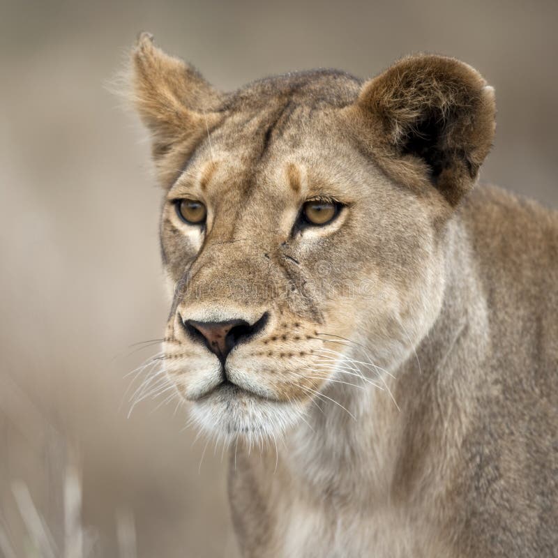Primer de la leona en Serengeti, Tanzania, África imágenes de archivo libres de regalías Primer de la leona en Serengeti, Tanzania, África imágenes de archivo libres de regalías