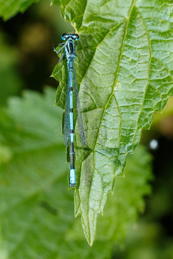 Primer de la libélula Una foto del primer de una libélula que se sienta en una hoja Color azul de la libélula en el bosque en nat imagen de archivo libre de regalías Primer de la libélula Una foto del primer de una libélula que se sienta en una hoja Color azul de la libélula en el bosque en nat imagen de archivo libre de regalías
