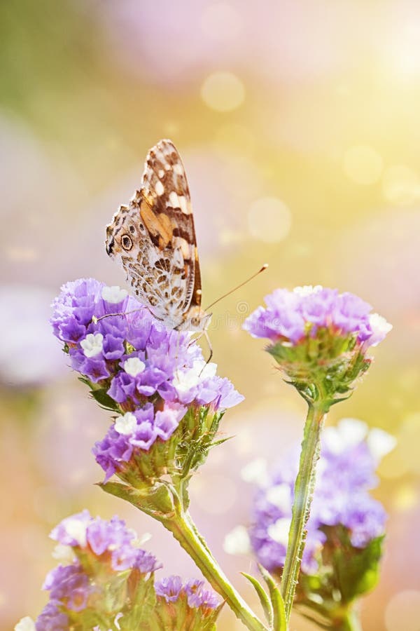 Primer de la mariposa hermosa o con las alas cerradas que comen la ligamaza fotografía de archivo Primer de la mariposa hermosa o con las alas cerradas que comen la ligamaza fotografía de archivo