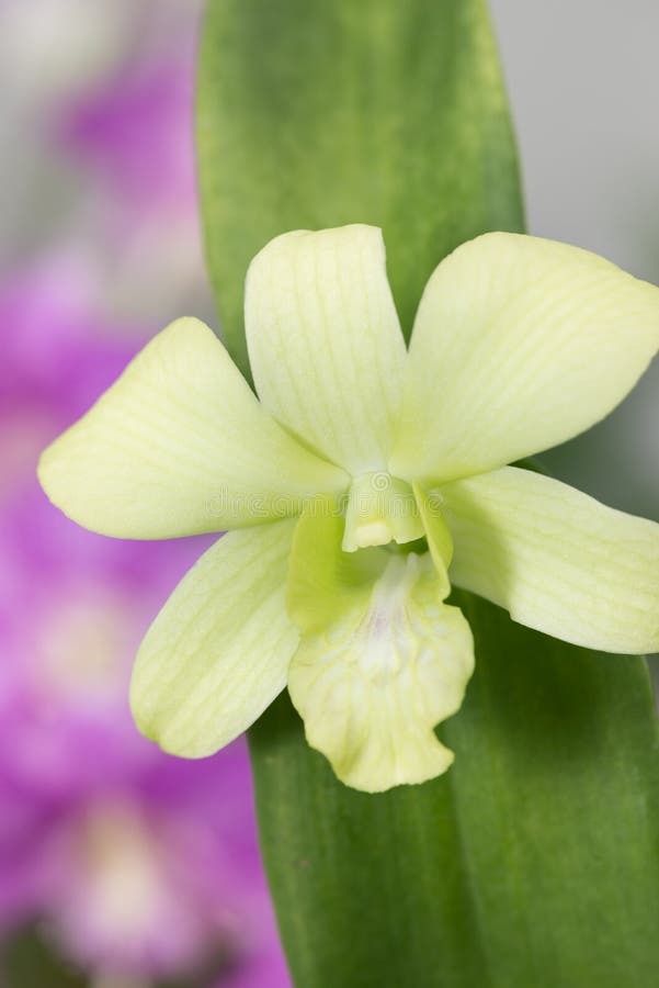 Primer De La Orquídea Del Dendrobium Del Verde Amarillo Imagen de archivo -  Imagen de verde, floral: 45298493