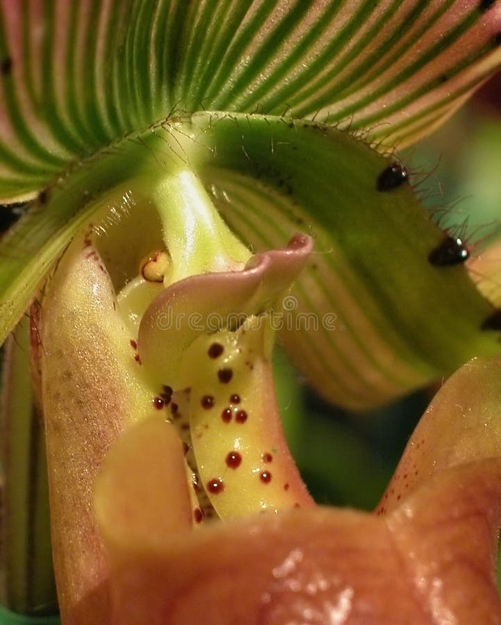 Primer de la orquídea