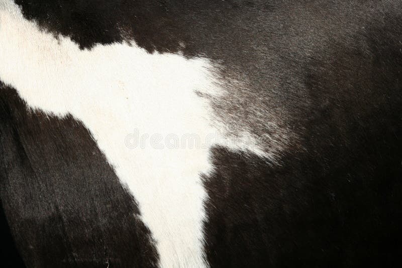 Piel de la vaca imagen de archivo. Imagen de pelo, extracto 7128143