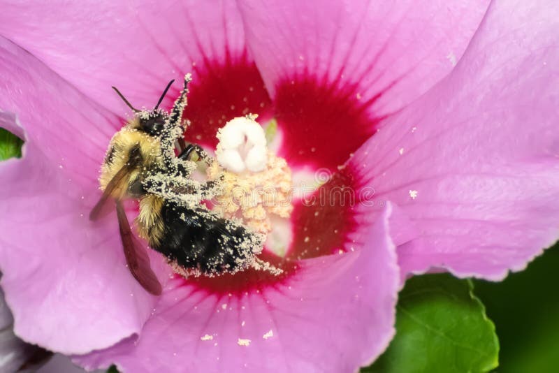Primer de la planta floreciente rosada y de una abeja fotos de archivo libres de regalías Primer de la planta floreciente rosada y de una abeja fotos de archivo libres de regalías