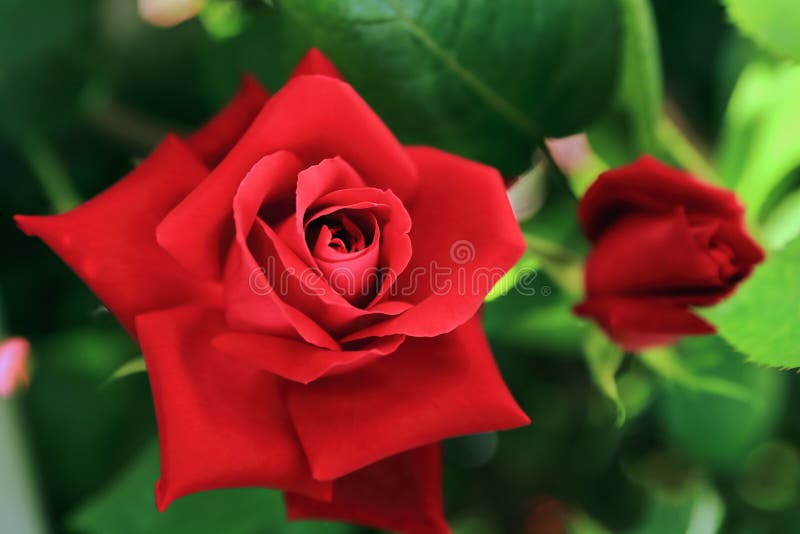 Primer De La Rosa Natural Grande Del Rojo Foto de archivo - Imagen de rosa,  travieso: 73025462