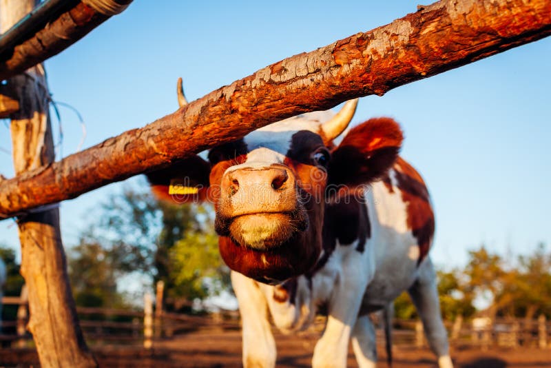 Primer de la vaca blanca y marrón en corral en la puesta del sol Ganado que camina al aire libre en verano fotografía de archivo Primer de la vaca blanca y marrón en corral en la puesta del sol Ganado que camina al aire libre en verano fotografía de archivo