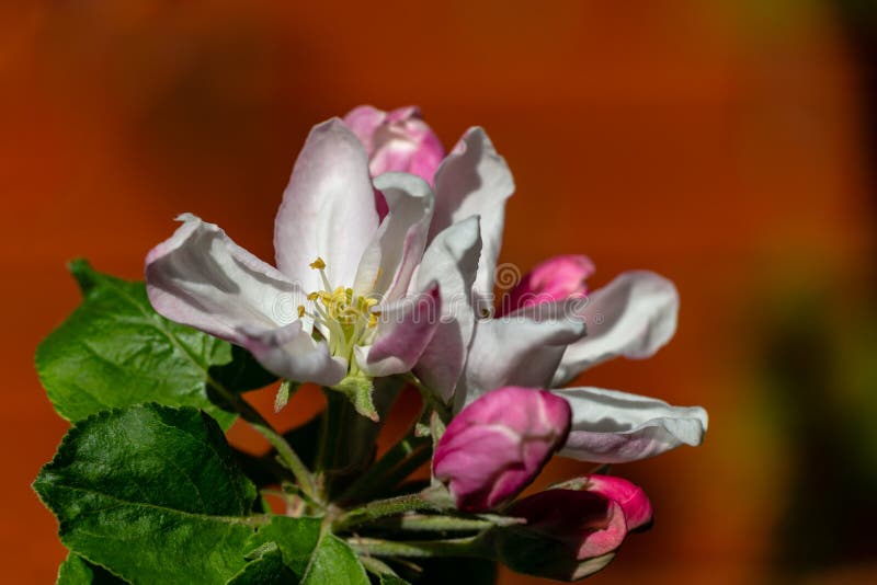 Primer de las flores blancas y rosadas del manzano en fondo borroso de la pared de ladrillo Tema soleado brillante de la primaver imagen de archivo Primer de las flores blancas y rosadas del manzano en fondo borroso de la pared de ladrillo Tema soleado brillante de la primaver imagen de archivo