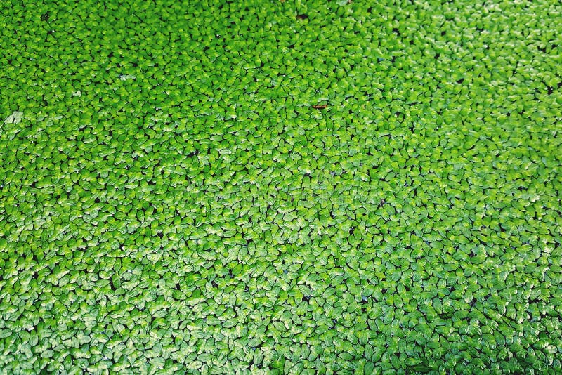 Primer de las plantas flotantes de la lenteja de agua que flotan el fondo verde de la superficie del agua fotos de archivo Primer de las plantas flotantes de la lenteja de agua que flotan el fondo verde de la superficie del agua fotos de archivo