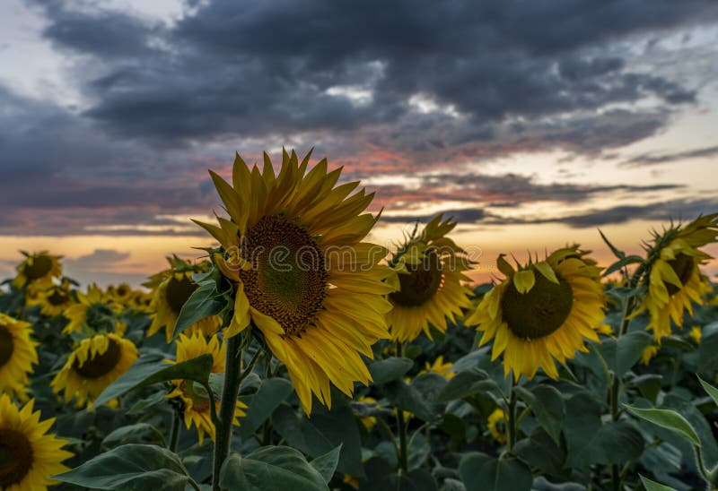 Primer de los girasoles en el campo del girasol en el fondo de una puesta del sol hermosa fotos de archivo Primer de los girasoles en el campo del girasol en el fondo de una puesta del sol hermosa fotos de archivo