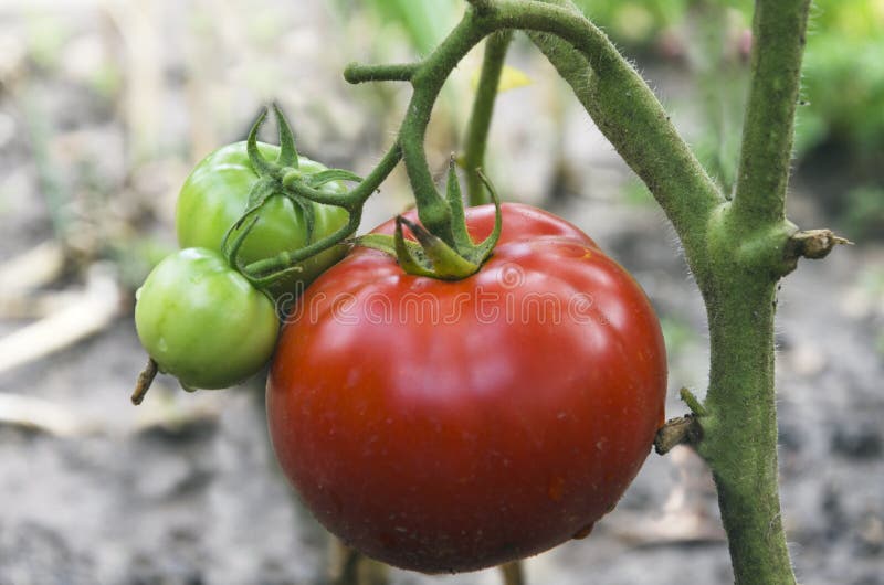 Primer de tomates rojos y verdes en el jardín imagenes de archivo Primer de tomates rojos y verdes en el jardín imagenes de archivo