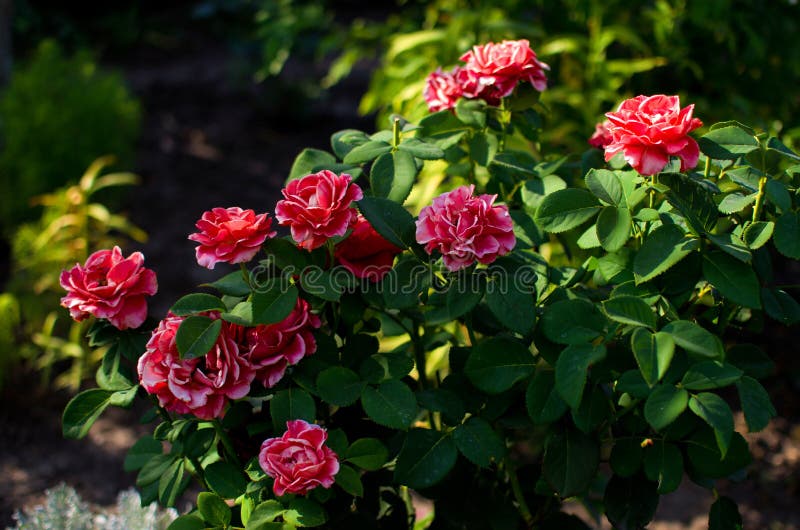 Primer de un arbusto de rosas rojas y rosadas hermosas foto de archivo libre de regalías Primer de un arbusto de rosas rojas y rosadas hermosas foto de archivo libre de regalías