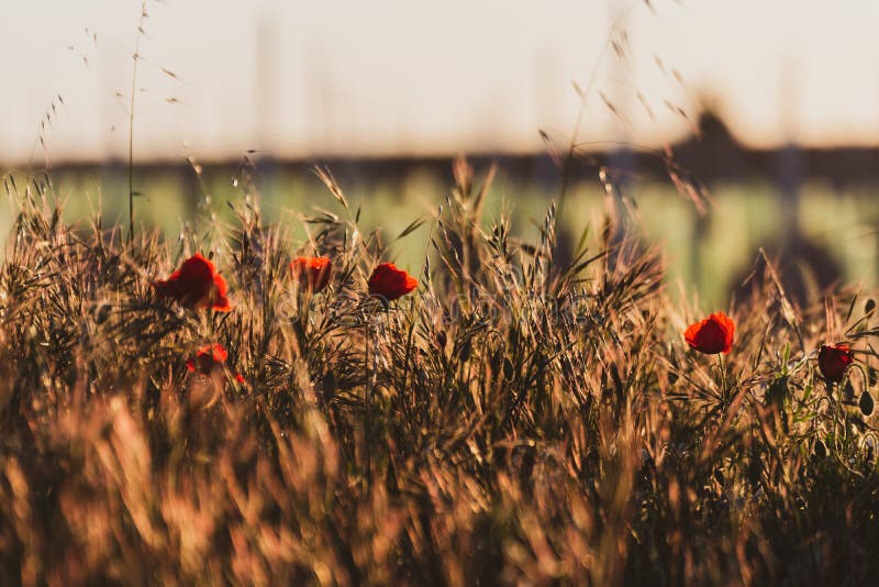 Primer de un campo de amapolas en una puesta del sol de oro de la primavera Imagen t?pica de la primavera en el campo primavera imagen de archivo Primer de un campo de amapolas en una puesta del sol de oro de la primavera Imagen t?pica de la primavera en el campo primavera imagen de archivo