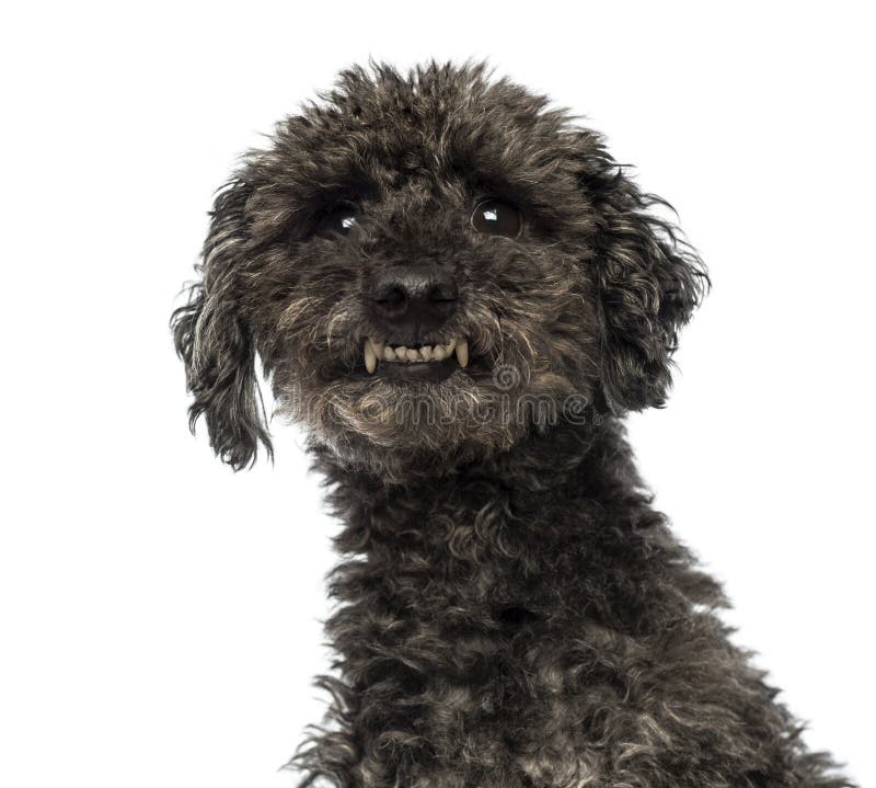 Primer de un caniche agresivo que muestra los dientes fotografía de archivo