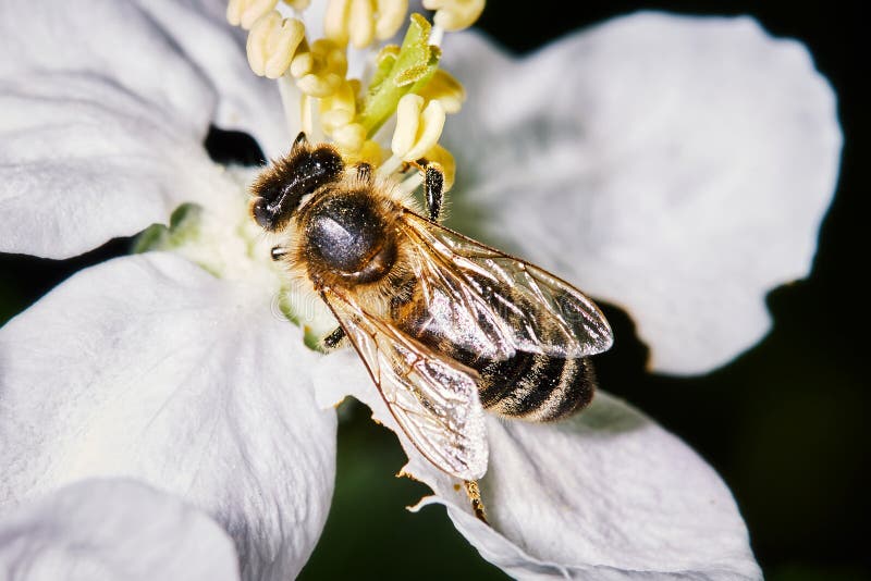 Primer de un flor de polinización de la pera de la abeja fotografía de archivo Primer de un flor de polinización de la pera de la abeja fotografía de archivo