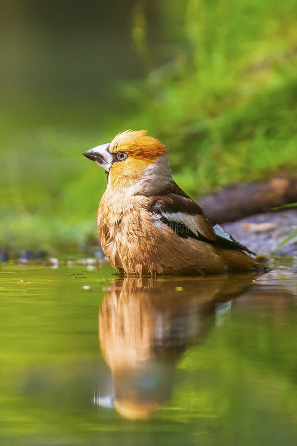 Primer de un hawfinch mojado masculino hermoso, coccothraustes del Coccothraustes que bebe, lavándose, atusandose y limpiando en fotos de archivo