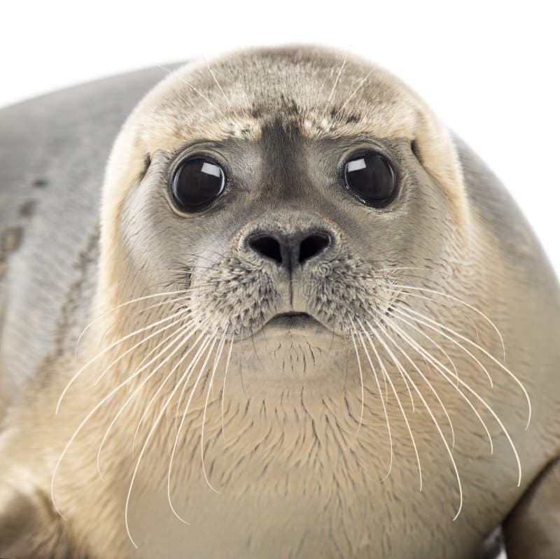 Primer de un sello común que mira la cámara, vitulina del Phoca imagen de archivo Primer de un sello común que mira la cámara, vitulina del Phoca imagen de archivo