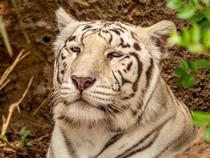 Primer de un tigre de Bengala blanco en la rotura fotografía de archivo Primer de un tigre de Bengala blanco en la rotura fotografía de archivo