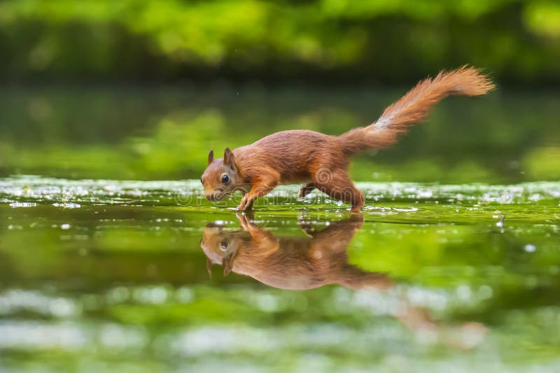 Primer de una ardilla roja eurasiática salvaje, Sciurus vulgaris, comiendo, forrajeando en agua poco profunda en colores hermosos foto de archivo
