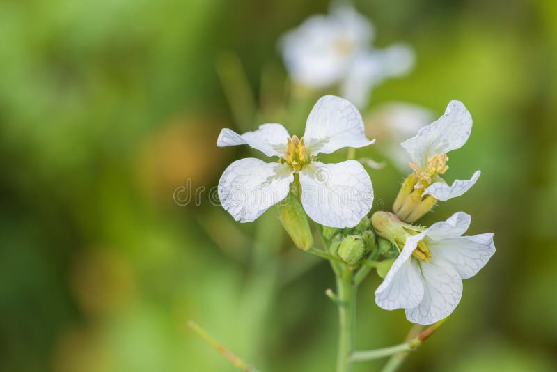 Primer de una flor blanca de la mostaza del charlock