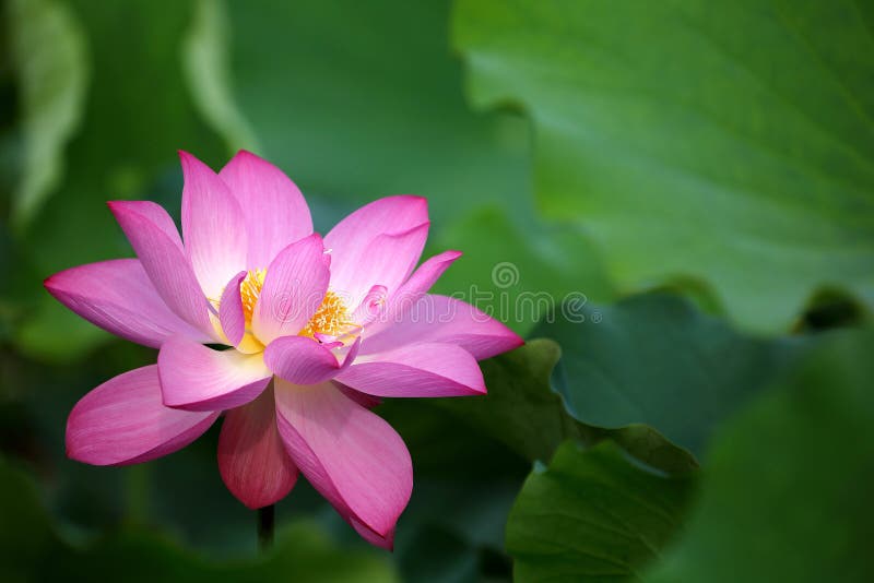 Primer de una flor de loto rosada delicada en la plena floración imagenes de archivo Primer de una flor de loto rosada delicada en la plena floración imagenes de archivo