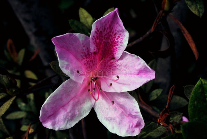 Primer De Una Flor Del Azaleia Imagen de archivo - Imagen de detalle, ramo:  97450821