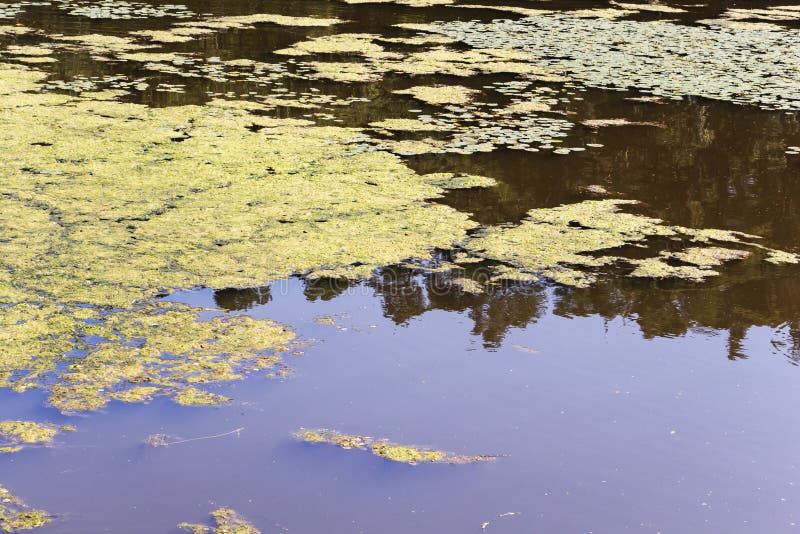 Primer de una floración algácea en un pequeño cuerpo del sufrimiento de agua dulce de la eutroficación severa
