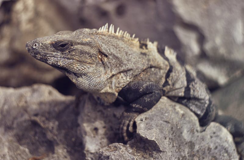 1,292 Iguana Gris Fotos de stock - Fotos libres de regalías de Dreamstime
