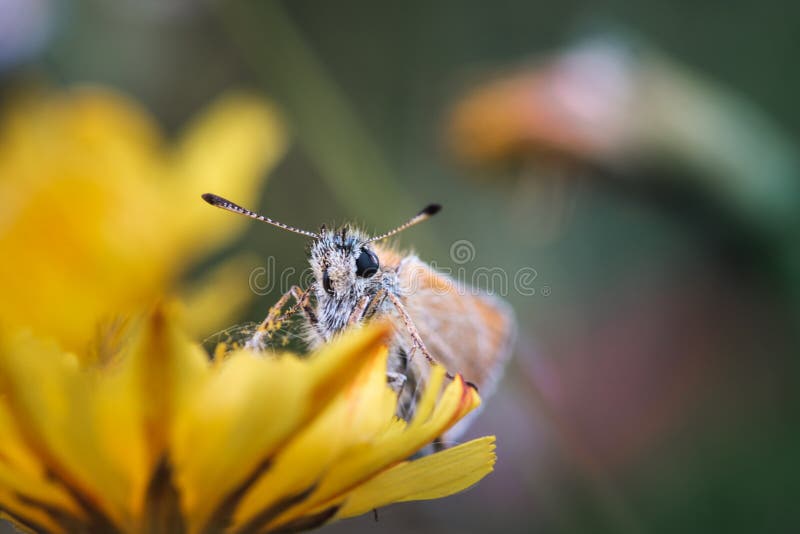 Primer de una mariposa anaranjada que se sienta en una flor amarilla imagen de archivo Primer de una mariposa anaranjada que se sienta en una flor amarilla imagen de archivo