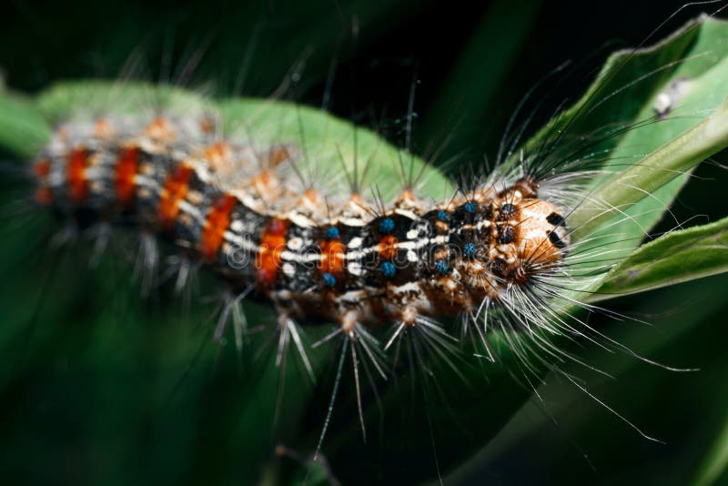 Primer de una oruga peluda imagen