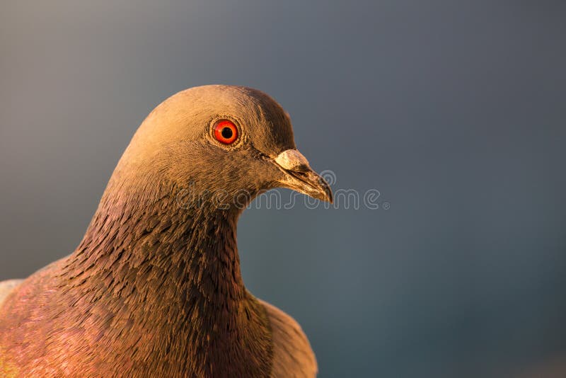 Primer plano de una paloma bravía en mi balcón imágenes de archivo libres de regalías