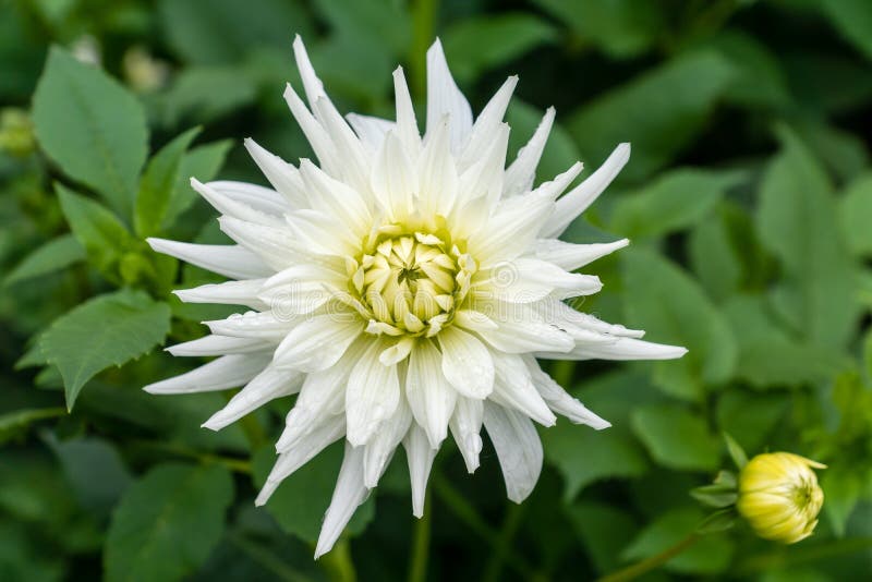 Primer de una sola flor blanca de la dalia foto de archivo libre de regalías Primer de una sola flor blanca de la dalia foto de archivo libre de regalías