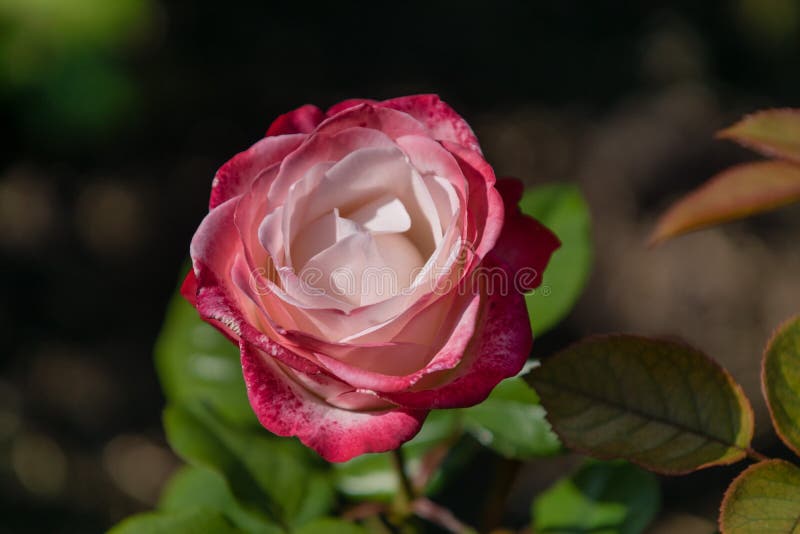 Primer de una sola rosa rosada y blanca con las hojas verdes foto de archivo libre de regalías Primer de una sola rosa rosada y blanca con las hojas verdes foto de archivo libre de regalías