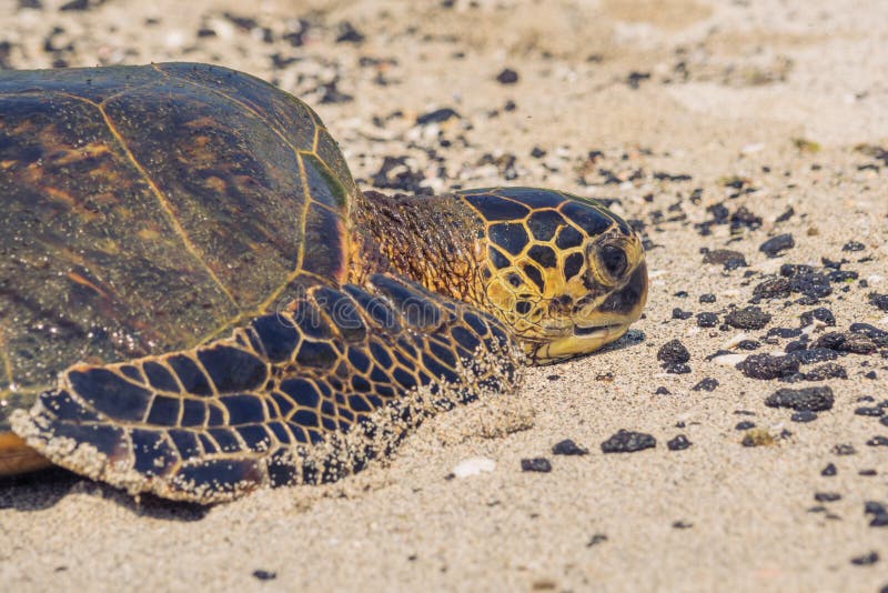 Primer de una tortuga de mar verde fotos de archivo Primer de una tortuga de mar verde fotos de archivo