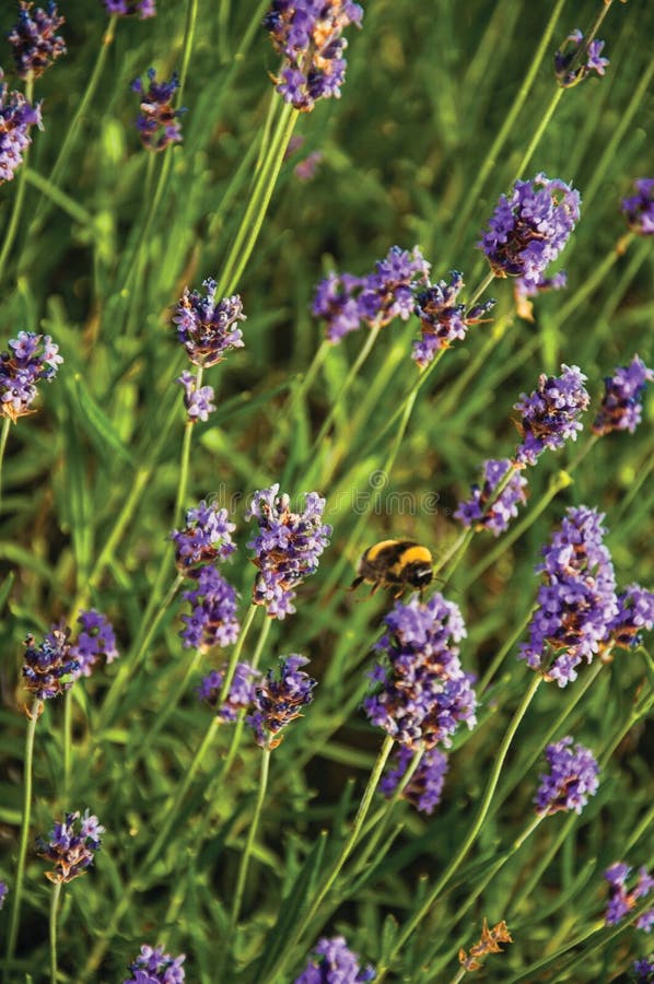 Primer del arbusto con las flores y las abejas coloreadas en un día soleado en Weesp Pueblo reservado y agradable por completo de canales y del verde cerca de Amsterdam Países Bajos septentrionales